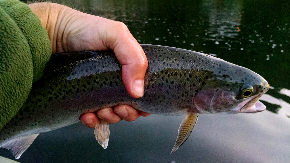 Fly Fishing for Trout and Bass in June - The View From Harrys